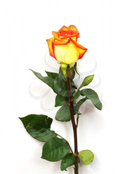 Single orange rose; isolated on white background 