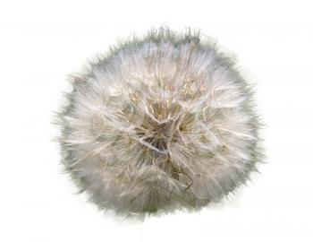 Beautiful flower of the dandelion background of the herb 
