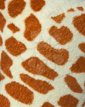 textured skin of giraffe 
