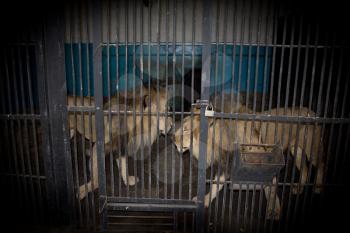 lions behind bars in a zoo