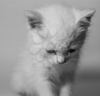 kitty; monochrome photo