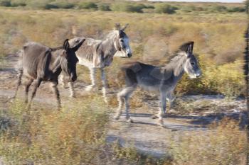 donkeys run