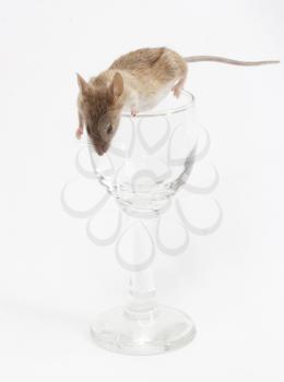 Mouse in a crystal glass
