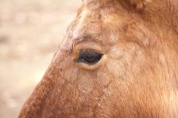 Closeup of a horse's eye 