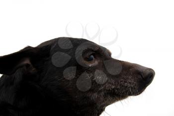 portrait of a black dog on a white background