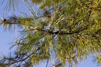 Beautiful branches of a pine against the sky