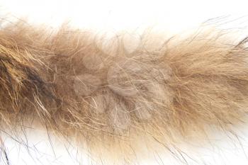 fur on white background