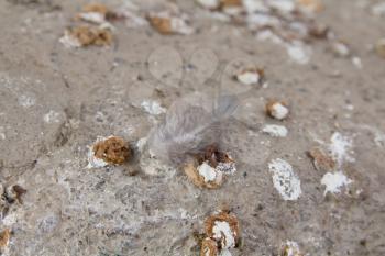 close-up of bird's excrements 