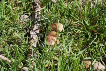 fungi in nature