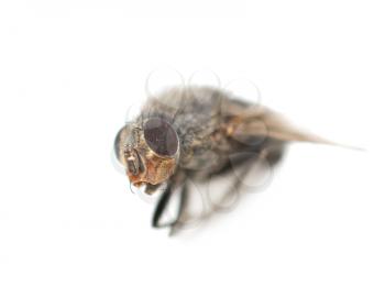 Home fly on a white background. macro