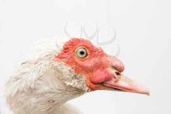 Portrait of a goose on a white background