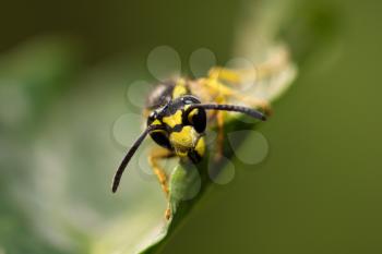 wasp. macro