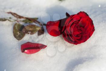 Red Rose in the snow