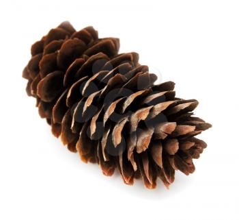 spruce pine cone on white background