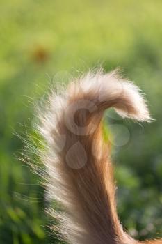tail of a red cat