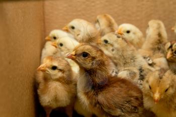 small chicks