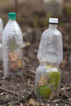 seedlings growing in plastic bottles as small hotbeds