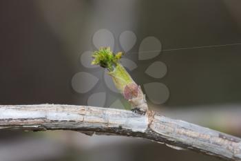 Spring bud. Composition of nature.