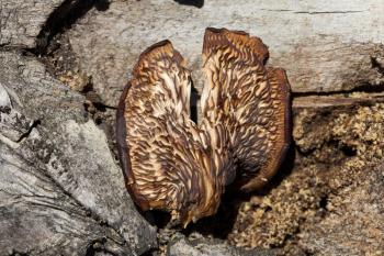old fungus on a tree
