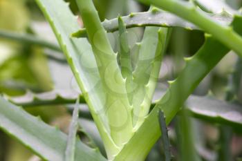 aloe leaves as background