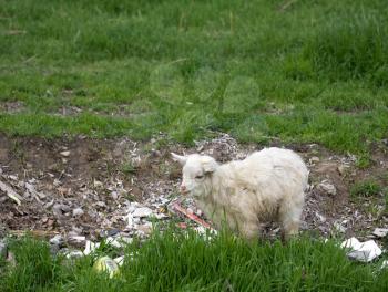 white goat grazes on grass