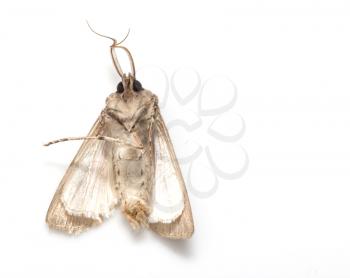 moth butterfly on a white background. macro