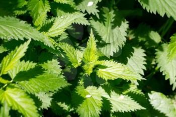 background on the nature of the nettle
