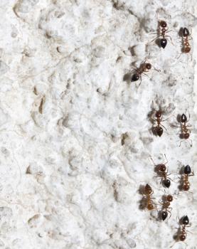 ants on the wall. macro