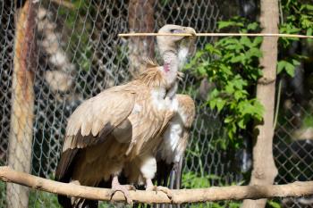 bird scavenger vulture