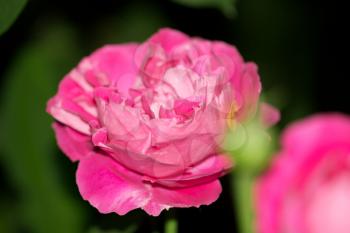 beautiful rose flower in nature. macro