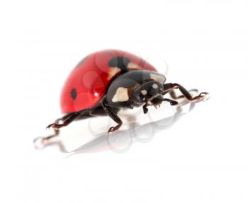 ladybug on a white background. macro