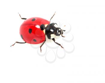 ladybug on a white background. macro