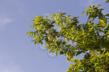 beautiful leaves of a tree against a blue sky