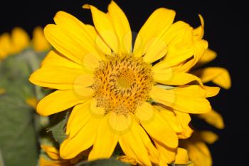 beautiful yellow sunflower on nature