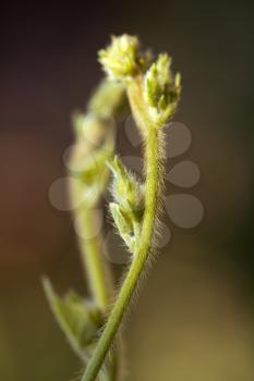 beautiful plants sprout in nature. macro