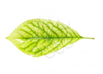 green leaf on a white background. macro