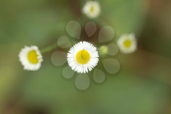 beautiful white daisy flower in nature