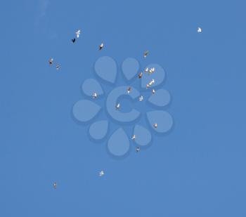 doves flying in the blue sky
