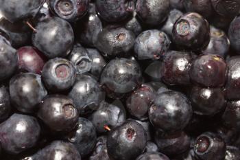 background of blueberries. macro