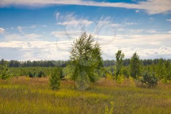 forest and steppe in nature