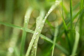 water drops on grass in nature. macro