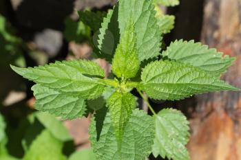 nettle in nature