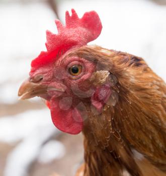 Portrait of a chicken farm