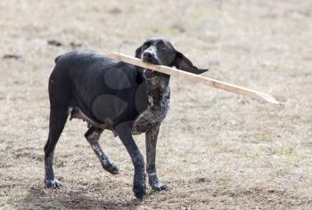 Dog playing with a stick on nature