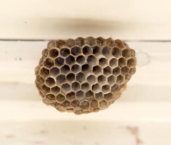 A small house for wasps with honey. macro