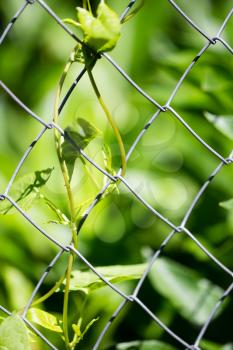 Green plant behind a metal grid of a fence .