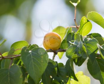 ripe apricot on tree