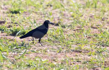 black crow in the grass on the nature