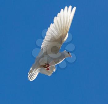 White dove in flight against a blue sky .