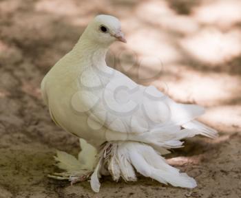 White dove in the forest on a green nature .